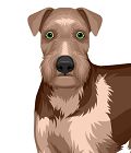 Airedale Terrier