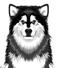 Alaskan Malamute