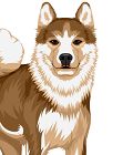 Akita Inu