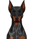 Doberman Pinscher