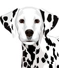 Dalmatian