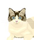 Ragdoll