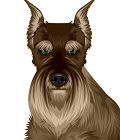 Miniature Schnauzer