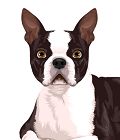 Boston Terrier