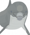 Dash