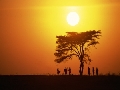 Desert tree