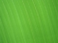 Green Stripes