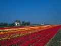 Fields