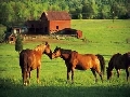 Farm