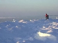Arctic