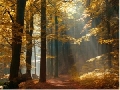 Autumn Forest