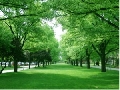 Green Lawns