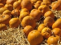 Pumpkins