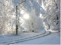 Snowy Forest