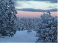 Winter Forest